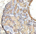 IHC staining of FFPE zebrafish kidney tissue with Zebrafish Gabarap antibody. HIER: boil tissue sections in pH8 EDTA for 20 min and allow to cool before testing.