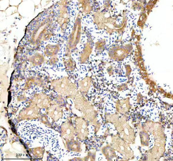 IHC staining of FFPE zebrafish kidney tissue with Zebrafish Gabarap antibody. HIER: boil tissue sections in pH8 EDTA for 20 min and allow to cool before testing.