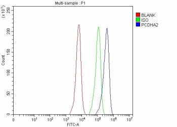 Flow Cytometry analysis of Hela cells using anti-PCDHA2 antibody. Overlay histogram showing human HeLa cells stained with (Blue line). The cells were fixed with 4% paraformaldehyde and blocked with 10% normal goat serum. And then incubated with rabbit anti-PCDHA2 antibody (1 ug/million cells) for 30 min at 20oC. DyLight 488 conjugated goat anti-rabbit IgG (5-10 ug/million cells) was used as secondary antibody for 30 min at 20oC.