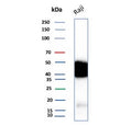 Western blot testing of human Raji cell lysate with recombinant CD48 antibody. Expected molecular weight: 28-50 kDa depending on glycosylation level.