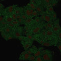 Immunofluorescent staining of PFA-fixed human HeLa cells with HSP90 beta antibody (Green, clone HSP90AB1/3955) and RedDot nuclear stain (Red).