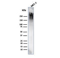 Western blot testing of human MCF7 cell lysate with MUC1 antibody (clone rMUC1/4418). This glycoprotein is commonly visualized between 120~500 kDa.