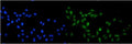 Immunofluorescent staining of FFPE human U-2 OS cells with SRC-1 antibody (green) at 2ug/ml and DAPI nuclear stain (blue). HIER: steam section in pH6 citrate buffer for 20 min.