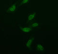 Immunofluorescent staining of ISOC2 using anti-ISOC2 antibody (green). ISOC2 was detected in an immunocytochemical section of BEAS-2B cells. Enzyme antigen retrieval was performed using IHC enzyme antigen retrieval reagent for 15 mins. The cells were blocked with 10% goat serum. And then incubated with 5 ug/ml rabbit anti-ISOC2 antibody overnight at 4oC. DyLight 488 Conjugated Goat Anti-Rabbit IgG was used as secondary antibody at 1:500 dilution and incubated for 30 min at 37oC.