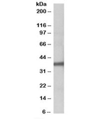 Western blot testing of human liver lysate with FUT2 antibody at 1ug/ml. Predicted molecular weight: ~39kDa.