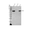 Immunoprecipitation of MCMBP in 293T whole cell lysate. Western blot analysis of MCMBP using anti-MCMBP antibody. Lane 1: 293T whole cell lysates (30ug), Lane 2: Rabbit control IgG instead of anti-MCMBP antibody in 293T whole cell lysate, Lane 3: anti-MCMBP antibody (2ug) + 293T whole cell lysate (500ug). After electrophoresis, proteins were transferred to a membrane.