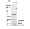 SDS-PAGE analysis of purified, BSA-free recombinant Human Nuclear Antigen antibody (r235-1) as confirmation of integrity and purity.