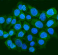 Immunofluorescent staining of FFPE human Caco-2 cells with STAU1 antibody (green) and DAPI nuclear stain (blue). HIER: steam section in pH6 citrate buffer for 20 min.