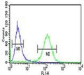 RAB27B antibody flow cytometric analysis of NCI-H460 cells (green) compared to a negative control (blue). FITC-conjugated goat-anti-rabbit secondary Ab was used for the analysis.