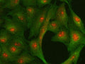 Immunofluorescent staining of FFPE human A549 cells with CENP-R antibody (red) and Beta Tubulin mAb (green). HIER: steam section in pH6 citrate buffer for 20 min.