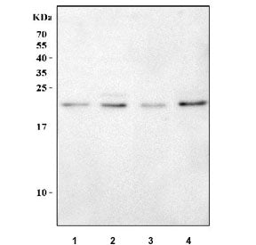 Western blot testing of 1) human U-87 MG, 2) human HEL, 3) rat L6 and 4) mouse C2C12 cell lysate with RAB7A antibody. Predicted molecular weight ~23 kDa.