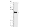 Western blot testing of human fetal liver lysate with LPL antibody. Predicted molecular weight ~53 kDa.