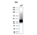 Western blot testing of human Raji cell lysate with CD38 antibody (clone rCD38/8334). Expected molecular weight: 34-46 kDa depending on glycosylation level.