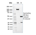 SDS-PAGE analysis of purified, BSA-free CD36 antibody (clone GPIIIb/1654) as confirmation of integrity and purity.