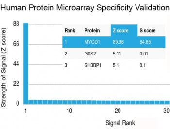 Analysis of HuProt(TM) microarray containing more than 19,000 full-length human proteins using BRCA-1 antibody (clone BRCA1/2973). These results demonstrate the foremost specificity of the BRCA1/2973 mAb. Z- and S- Score: The Z-score represents the strength of a signal that a monoclonal antibody (clone MAb) (in combination with a fluorescently-tagged anti-IgG secondary antibody) produces when binding to a particular protein on the HuProt(TM) array.