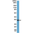 Western blot testing of human K562 cell lysate with recombinant ANXA1 antibody at 1:2000 dilution. Predicted molecular weight ~36 kDa.