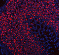 Immunofluorescent staining of ATP4B using anti-ATP4B antibody (red). ATP4B was detected in a paraffin-embedded section of mouse stomach tissue. Heat mediated antigen retrieval was performed in EDTA buffer (pH 8.0, epitope retrieval solution). The tissue section was blocked with 10% goat serum. The tissue section was then incubated with 5 ug/ml rabbit anti-ATP4B antibody overnight at 4oC.