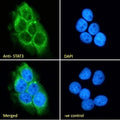 Immunofluorescent staining of fixed and permeabilized human A431 cells with STAT3 antibody (green) at 10ug/ml and DAPI nuclear stain (blue).