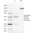 SDS-PAGE analysis of purified, BSA-free RORC antibody (clone RORC/2942) as confirmation of integrity and purity.