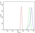 Flow cytometry testing of human A431 cells with ACTN2 antibody at 1ug/million cells (blocked with goat sera); Red=cells alone, Green=isotype control, Blue= ACTN2 antibody.