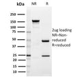 SDS-PAGE analysis of purified, BSA-free SIGLEC1 antibody (clone HSn 7D2) as confirmation of integrity and purity.