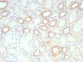 IHC staining of FFPE human kidney tissue with biotinylated Lambda Light Chain antibody probe followed by Biotin antibody (clone rBTN/8819).