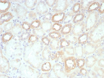 IHC staining of FFPE human kidney tissue with biotinylated Lambda Light Chain antibody probe followed by Biotin antibody (clone rBTN/8819).