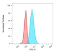 Flow cytometry testing of PFA-fixed human HeLa cells with Endoglin antibody (clone ENG/1621); Red=isotype control, Blue= Endoglin antibody.