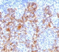 IHC testing of FFPE human tonsil with Acidic Cytokeratin antibody.