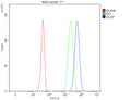 Flow Cytometry analysis of 293T cells using anti-SCAP antibody. Overlay histogram showing 293T cells stained with (Blue line). To facilitate intracellular staining, cells were fixed with 4% paraformaldehyde and permeabilized with permeabilization buffer. The cells were blocked with 10% normal goat serum. And then incubated with rabbit anti-SCAP antibody (1 ug/million cells) for 30 min at 20oC.