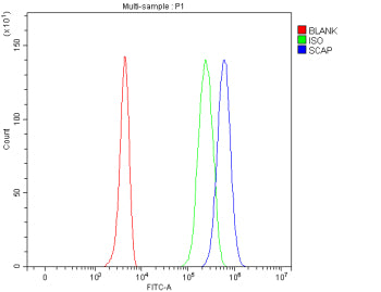 Flow Cytometry analysis of 293T cells using anti-SCAP antibody. Overlay histogram showing 293T cells stained with (Blue line). To facilitate intracellular staining, cells were fixed with 4% paraformaldehyde and permeabilized with permeabilization buffer. The cells were blocked with 10% normal goat serum. And then incubated with rabbit anti-SCAP antibody (1 ug/million cells) for 30 min at 20oC.