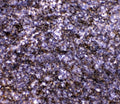 IHC staining of FFPE mouse lymph node with IL-7 antibody. HIER: boil tissue sections in pH8 EDTA for 20 min and allow to cool before testing.