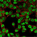 Immunofluorescent staining of PFA-fixed human HeLa cells using SMARCC1 antibody (green, clone PCRP-SMARCC1-1F1) and phalloidin (red).