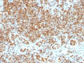 IHC test of FFPE human tonsil probed with CD45 antibody cocktail