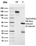 SDS-PAGE analysis of purified, BSA-free HIF1A antibody (clone HIF1A/3248) as confirmation of integrity and purity.