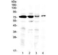 Western blot testing of 1) rat brain, 2) mouse brain, 3) human HeLa and 4) human U-2 OS lysate with IBSP antibody at 0.5ug/ml. Expected molecular weight: 35~70 kDa depending on glycosylation level.