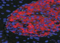 IHC/IF testing of FFPE islets in mouse pancreas with UNC5C antibody at 50ug/ml (red) and DAPI nuclear counterstain (blue). HIER: citrate buffer.