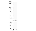 Western blot testing of PSCA antibody and Lane 1: rat stomach; 2: mouse stomach; Predicted size: 13KD; Observed glycosylated size: up to 29KD