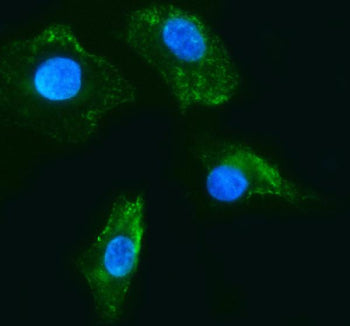 IF analysis of RASL12 using anti-RASL12 antibody (green). RASL12 was detected in an immunocytochemical section of cells. Enzyme antigen retrieval was performed using IHC enzyme antigen retrieval reagent for 15 mins. The cells were blocked with 10% goat serum. And then incubated with 5 ug/ml rabbit anti-RASL12 antibody overnight at 4oC. DyLight 488 Conjugated Goat Anti-Rabbit IgG was used as secondary antibody at 1:500 dilution and incubated for 30 min at 37oC.