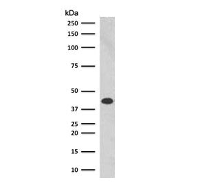 Western blot testing of human K562 cell lysate with Glycophorin A antibody (clone SGPA35). Expected molecular weight: routinely observed at ~16/38 kDa.