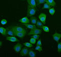 Immunofluorescent staining of NLRP2 using anti-NLRP2 antibody (green). NLRP2 was detected in an immunocytochemical section of cells. Enzyme antigen retrieval was performed using IHC enzyme antigen retrieval reagent for 15 mins. The cells were blocked with 10% goat serum. And then incubated with 5 ug/ml rabbit anti-NLRP2 antibody overnight at 4oC. DyLight 488 Conjugated Goat Anti-Rabbit IgG was used as secondary antibody at 1:500 dilution and incubated for 30 min at 37oC.