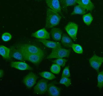 Immunofluorescent staining of NLRP2 using anti-NLRP2 antibody (green). NLRP2 was detected in an immunocytochemical section of cells. Enzyme antigen retrieval was performed using IHC enzyme antigen retrieval reagent for 15 mins. The cells were blocked with 10% goat serum. And then incubated with 5 ug/ml rabbit anti-NLRP2 antibody overnight at 4oC. DyLight 488 Conjugated Goat Anti-Rabbit IgG was used as secondary antibody at 1:500 dilution and incubated for 30 min at 37oC.