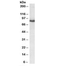 Western blot testing of mouse brain lysate with KCNC3 antibody at 0.3ug/ml. Predicted molecular weight: ~80kDa.