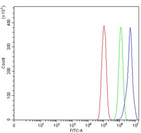 Flow cytometry testing of human PC-3 cells with Yin and yang 1 antibody at 1ug/million cells (blocked with goat sera); Red=cells alone, Green=isotype control, Blue= Yin and yang 1 antibody.