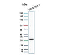 Western blot testing of mouse RAW264.7 cell lysate with HBEGF antibody. Predicted molecular weight ~23 kDa but may be observed at higher molecular weights due to glycosylation.