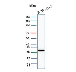 Western blot testing of mouse RAW264.7 cell lysate with HBEGF antibody. Predicted molecular weight ~23 kDa but may be observed at higher molecular weights due to glycosylation.