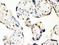 IHC testing of FFPE human placental tissue with SF2 antibody. HIER: Boil the paraffin sections in pH8 EDTA for 20 minutes and allow to cool prior to staining.