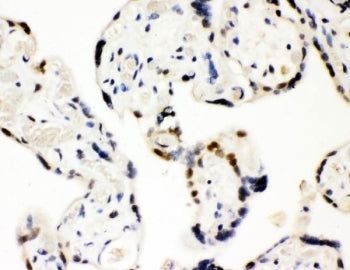 IHC testing of FFPE human placental tissue with SF2 antibody. HIER: Boil the paraffin sections in pH8 EDTA for 20 minutes and allow to cool prior to staining.