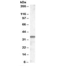 Western blot testing of mouse small intestine lysate with Slc10a2 antibody at 0.5ug/ml. Predicted molecular weight: ~38 kDa.