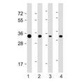 Western blot testing of STUB1 antibody at 1:4000: Lane 1) human HEK293, 2) HeLa, 3) HepG2 and 4) mouse L929 cell lysate. Predicted molecular weight ~35 kDa.
